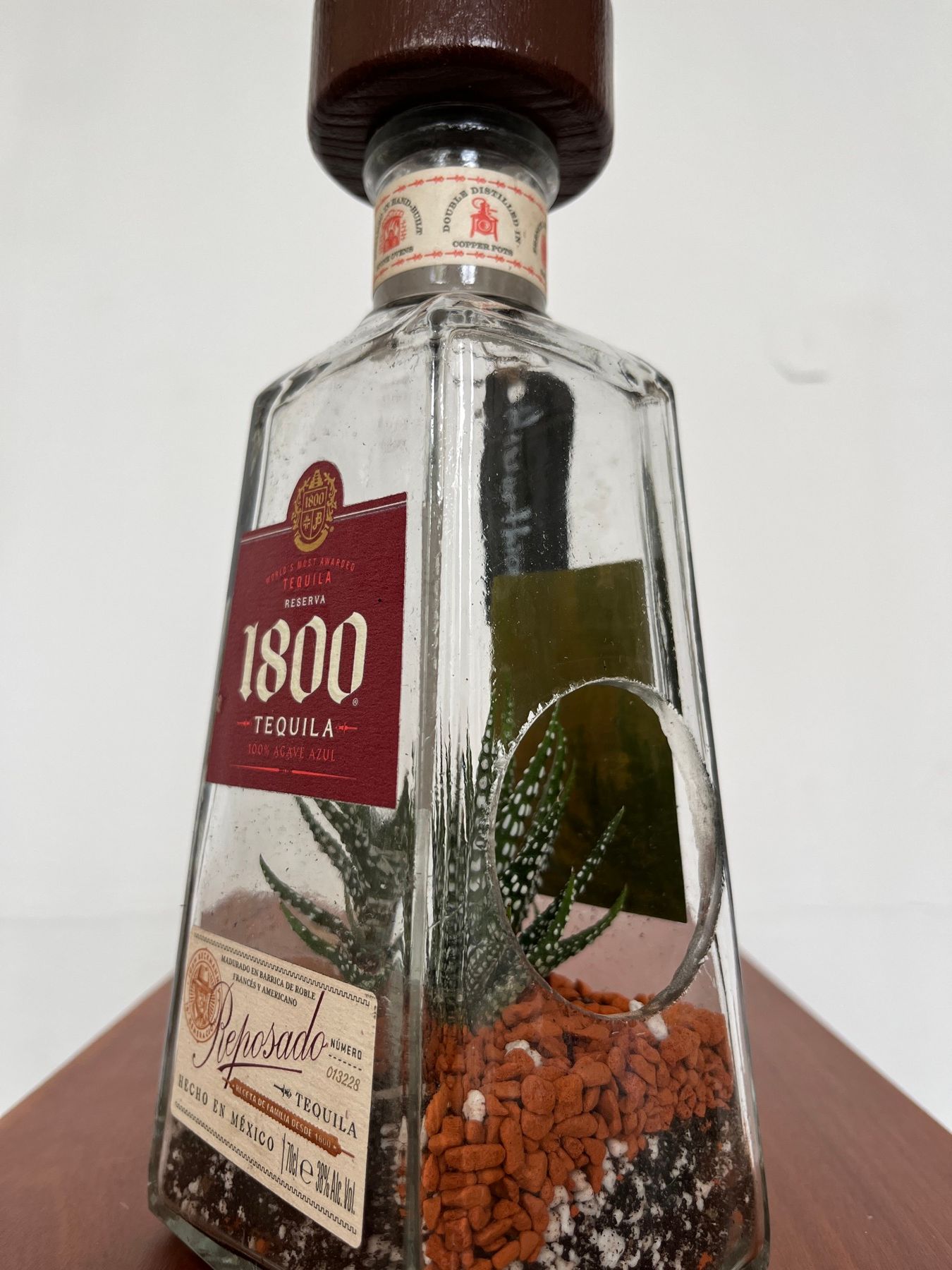 1800-Reposado-Flasche mit Haworthia