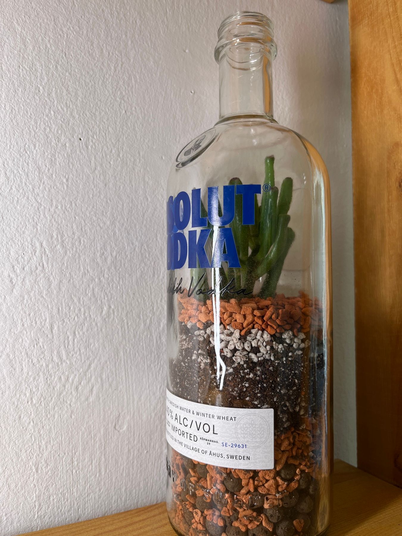Flaschengarten aus einer Absolut-Flasche mit Crassula Gollum