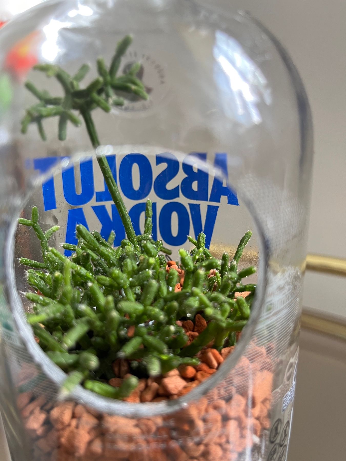 Absolut-Flasche mit Rhipsalis