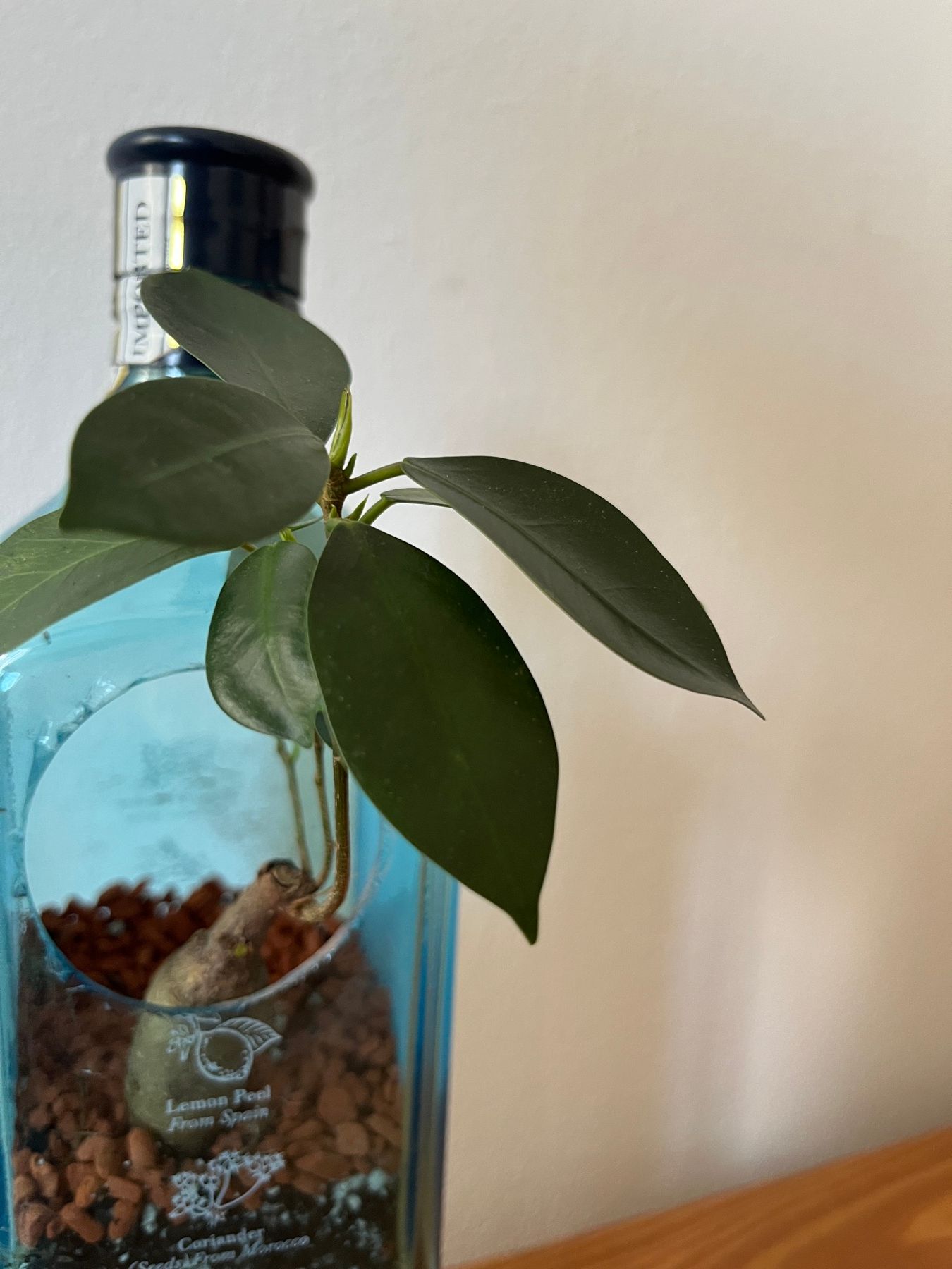Bombay-Flasche mit Ficus
