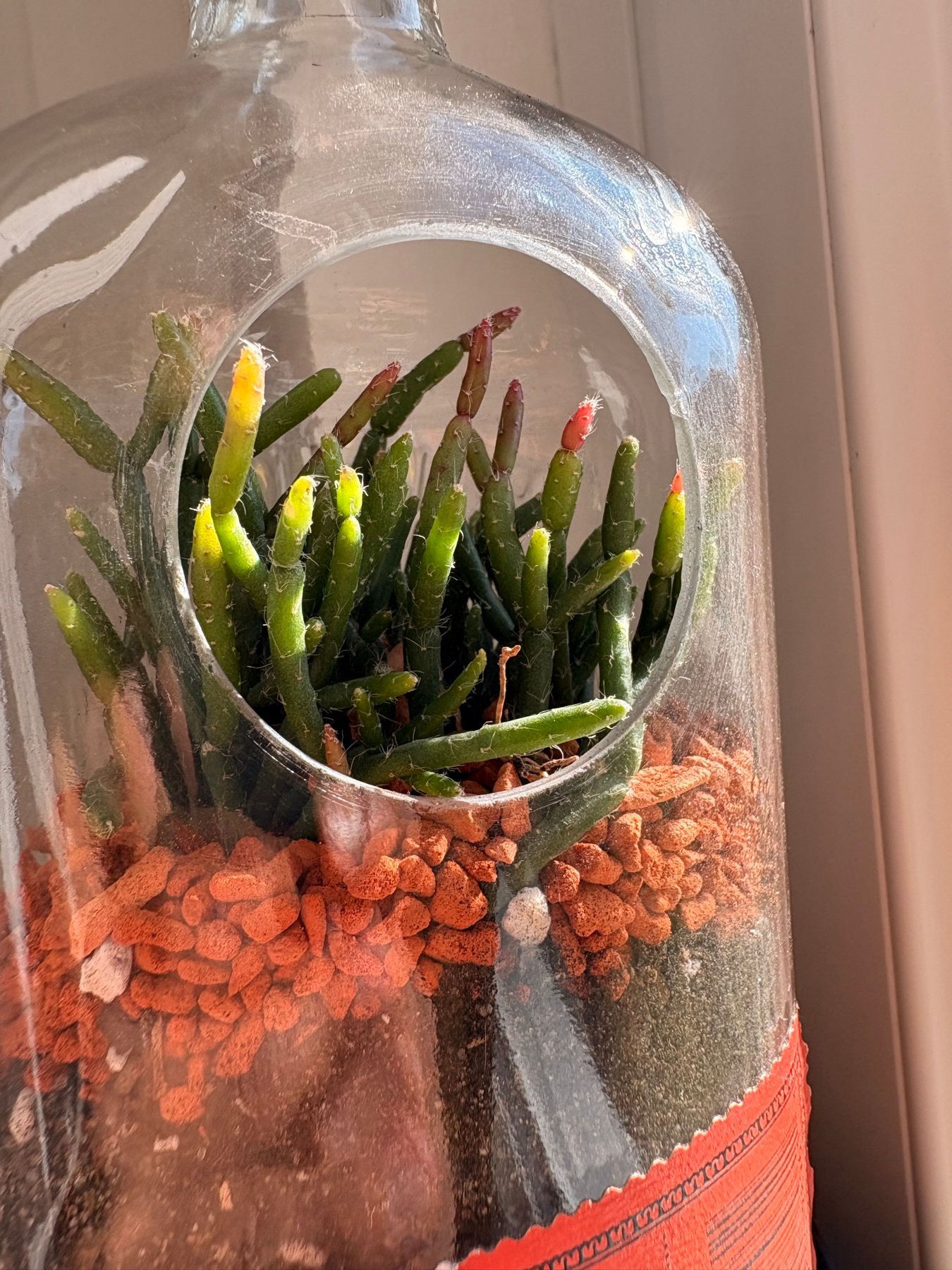 Bulleit-Flasche mit Rhipsalis