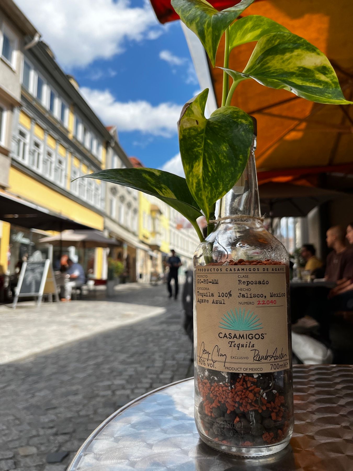 Casamigos-Flasche mit Epipremnum