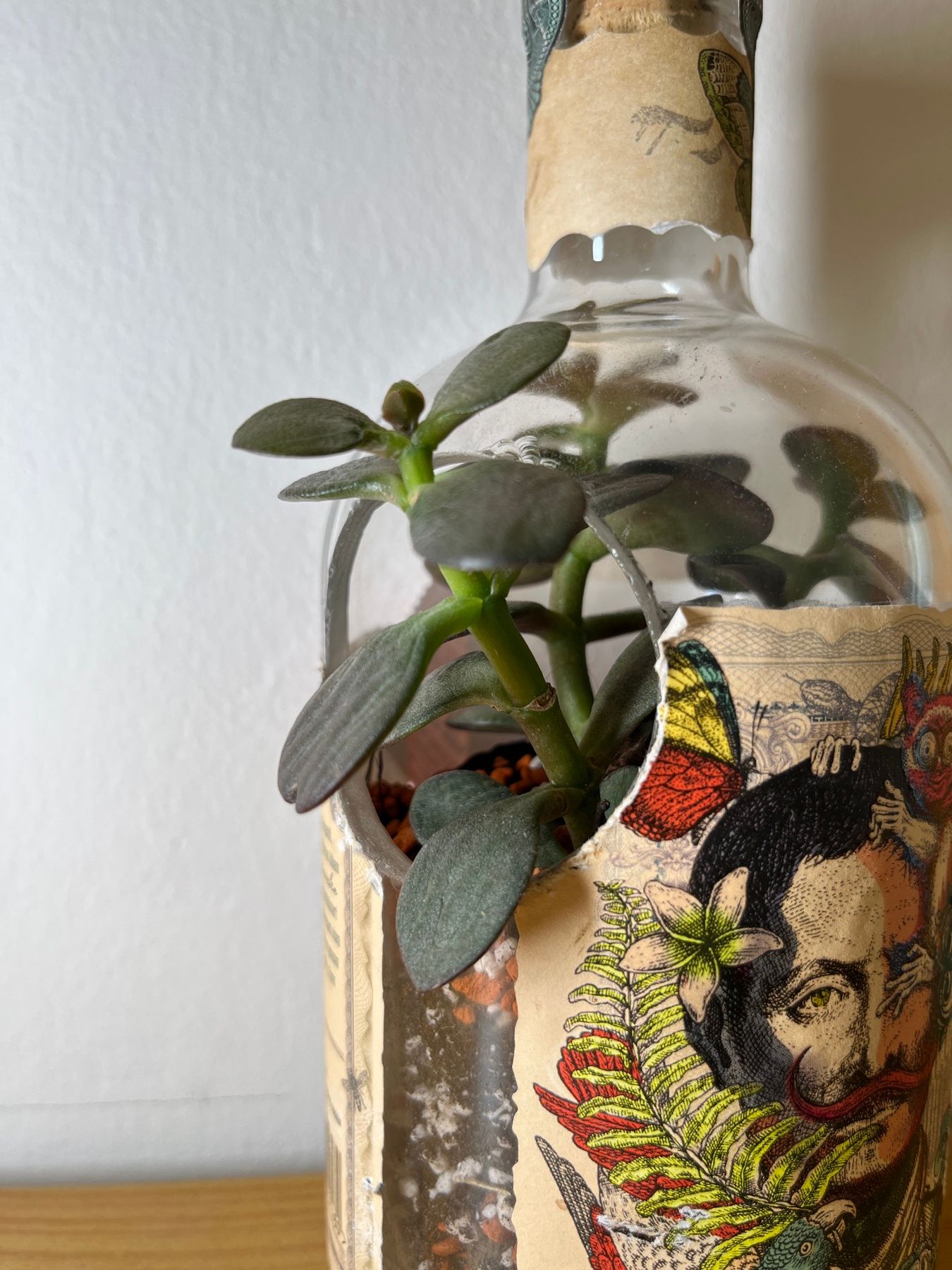 Don-Papa-Flasche mit Crassula Hobbit