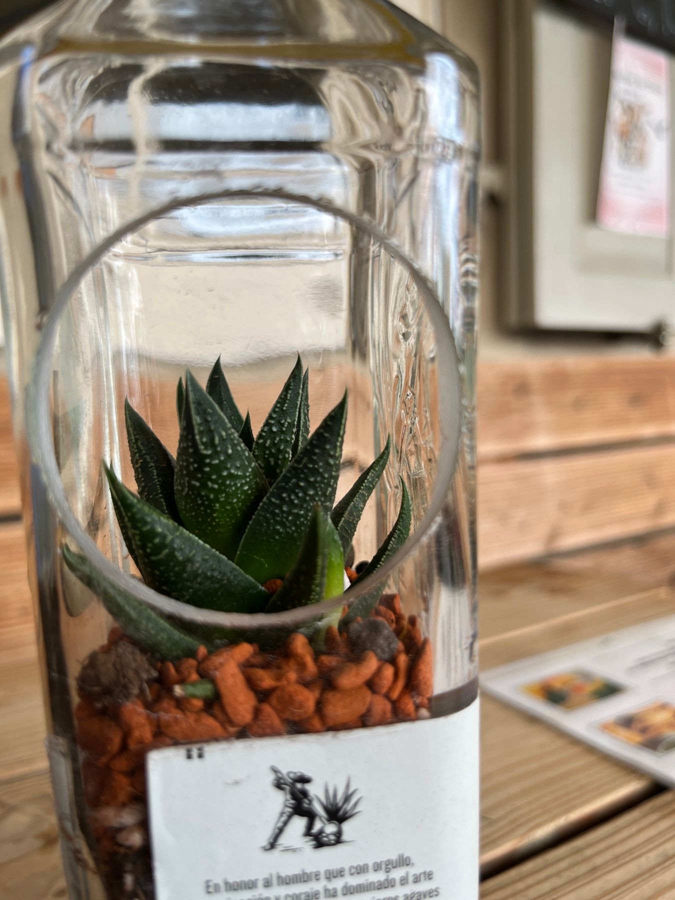 El-Jimador-Flasche mit Haworthia