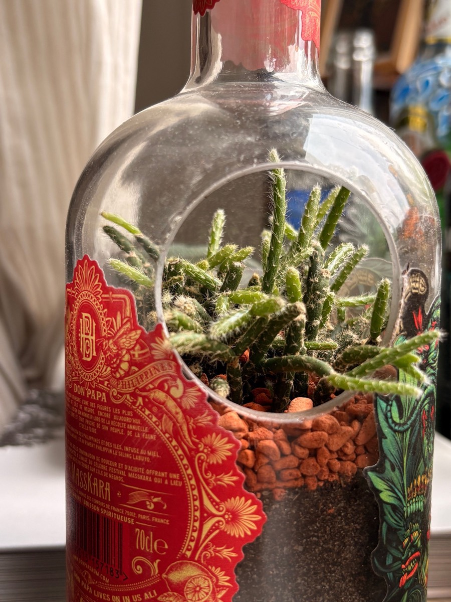 Flaschengarten aus Don-Papa-Flasche