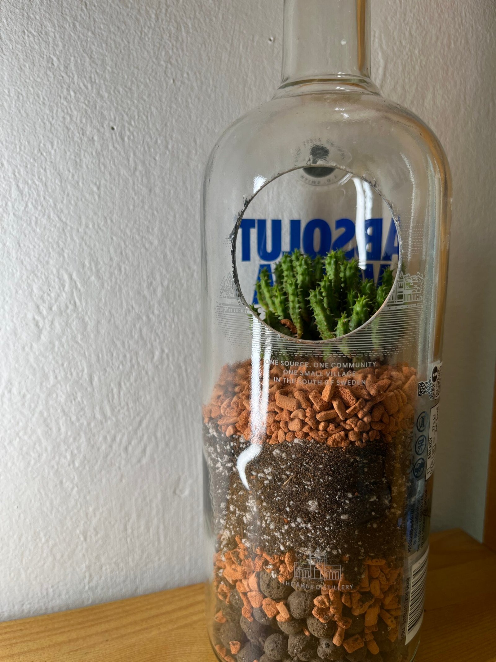 Flaschengarten mit Euphorbia mammillaris in geschliffener Absolut-Flasche — Casa Blumen Coburg