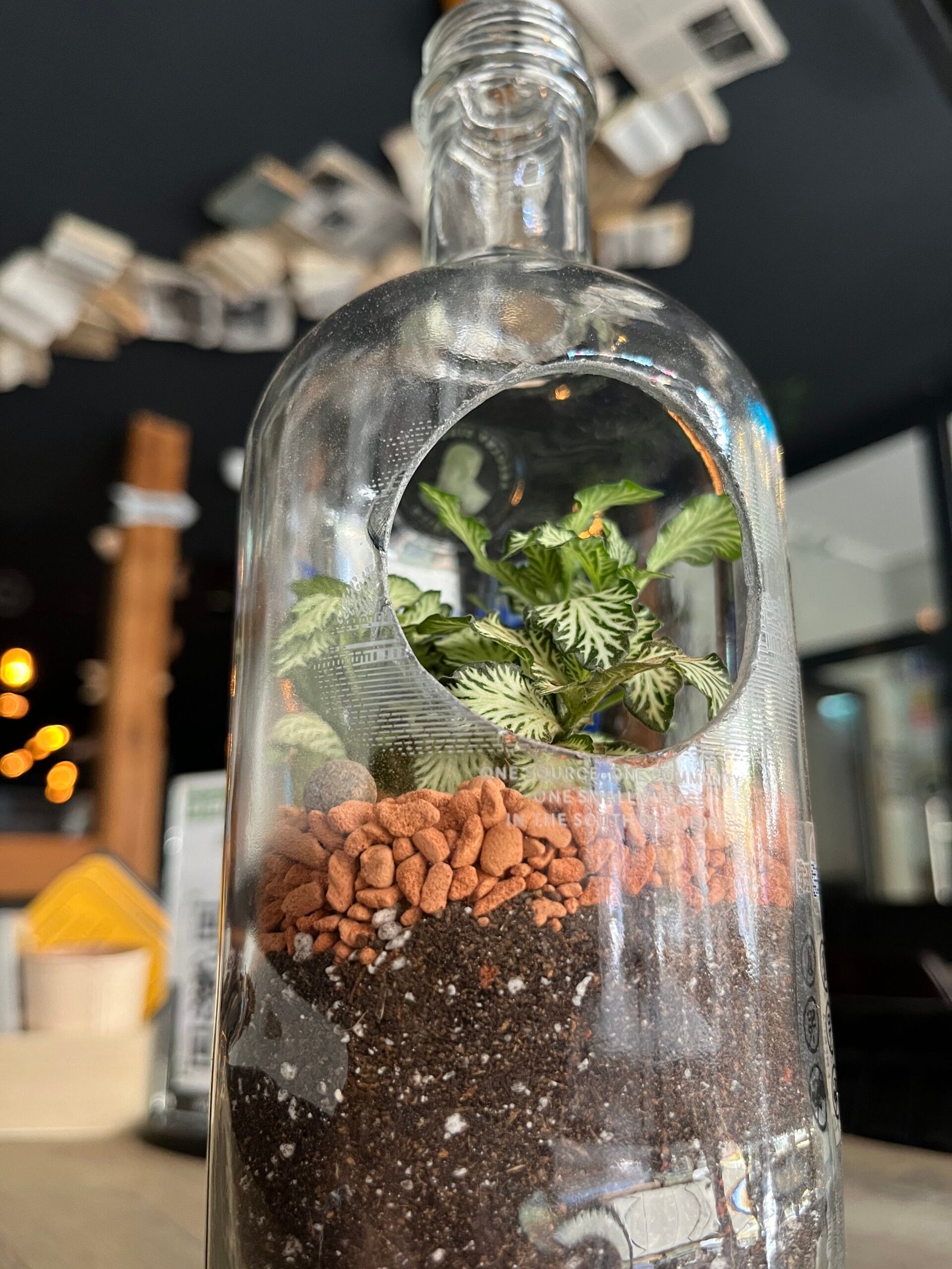 Flaschengarten mit Fittonia (Mosaikpflanze) in upgecycelter Glasflasche — Casa Blumen Coburg