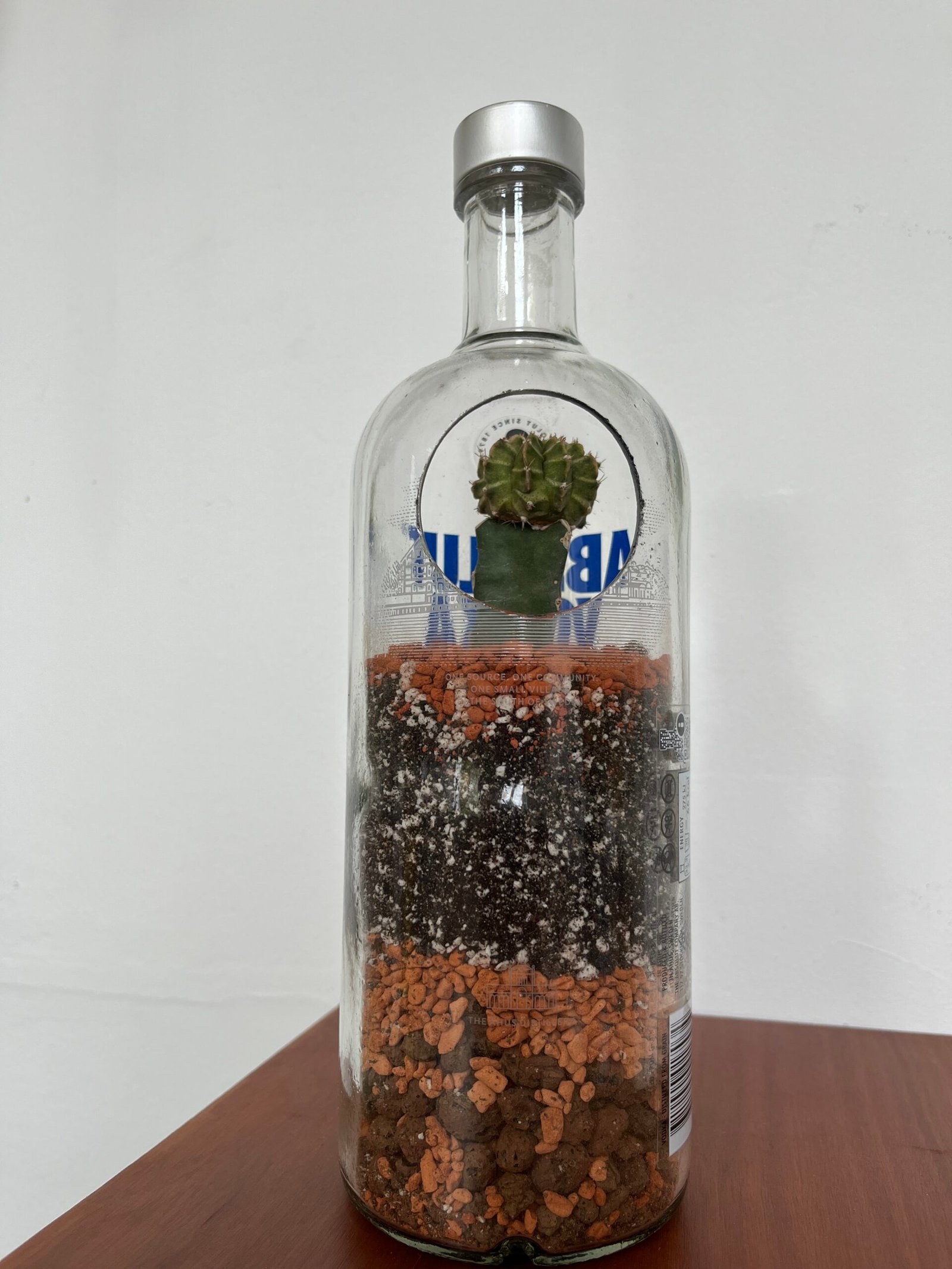 Flaschengarten mit Gymnocalycium-Kaktus in upgecycelter Glasflasche — Casa Blumen Coburg