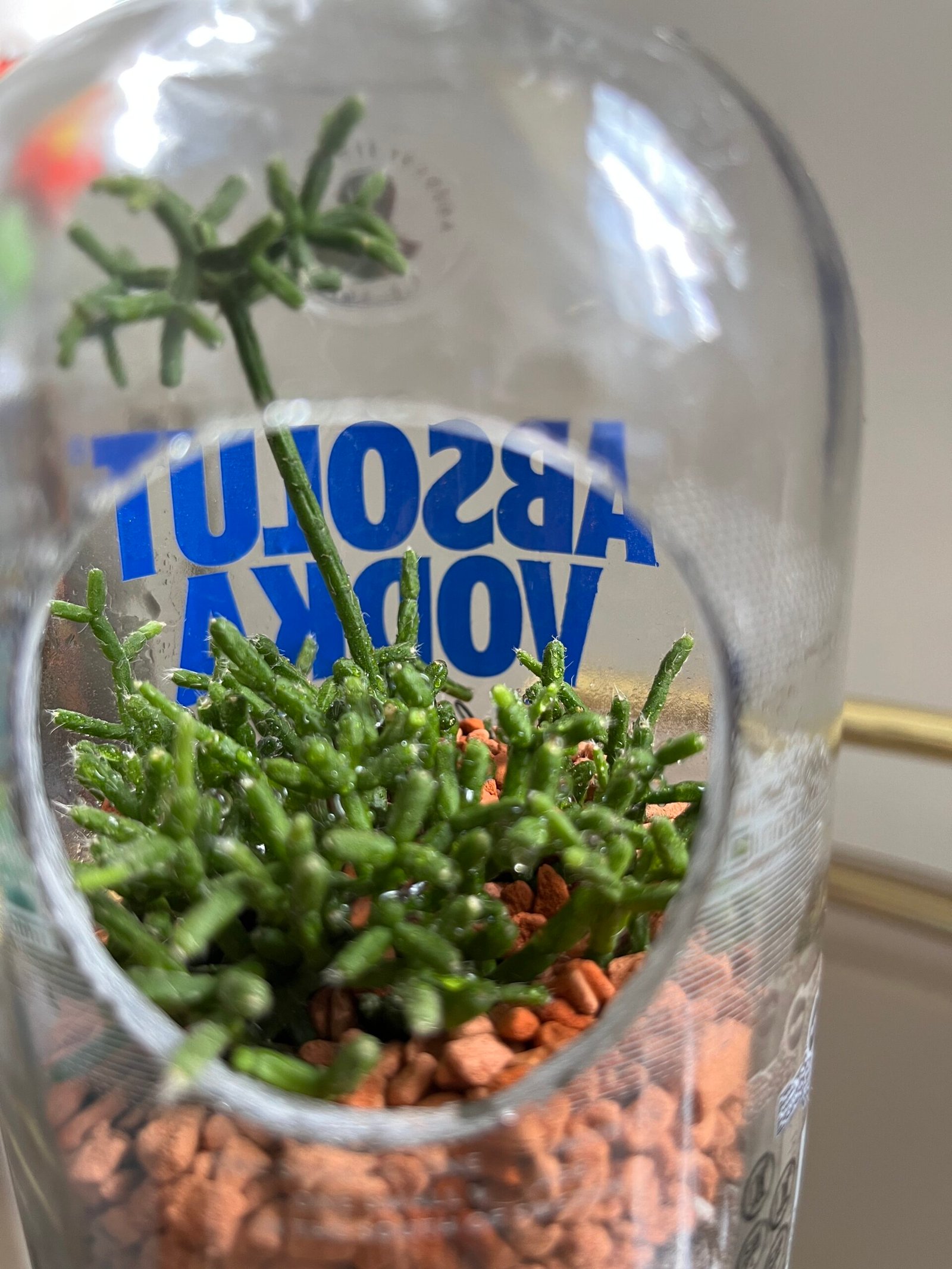 Flaschengarten von Casa Blumen: Rhipsalis-Sukkulente in einer upgecycelten Absolut-Flasche, handgemacht in Coburg
