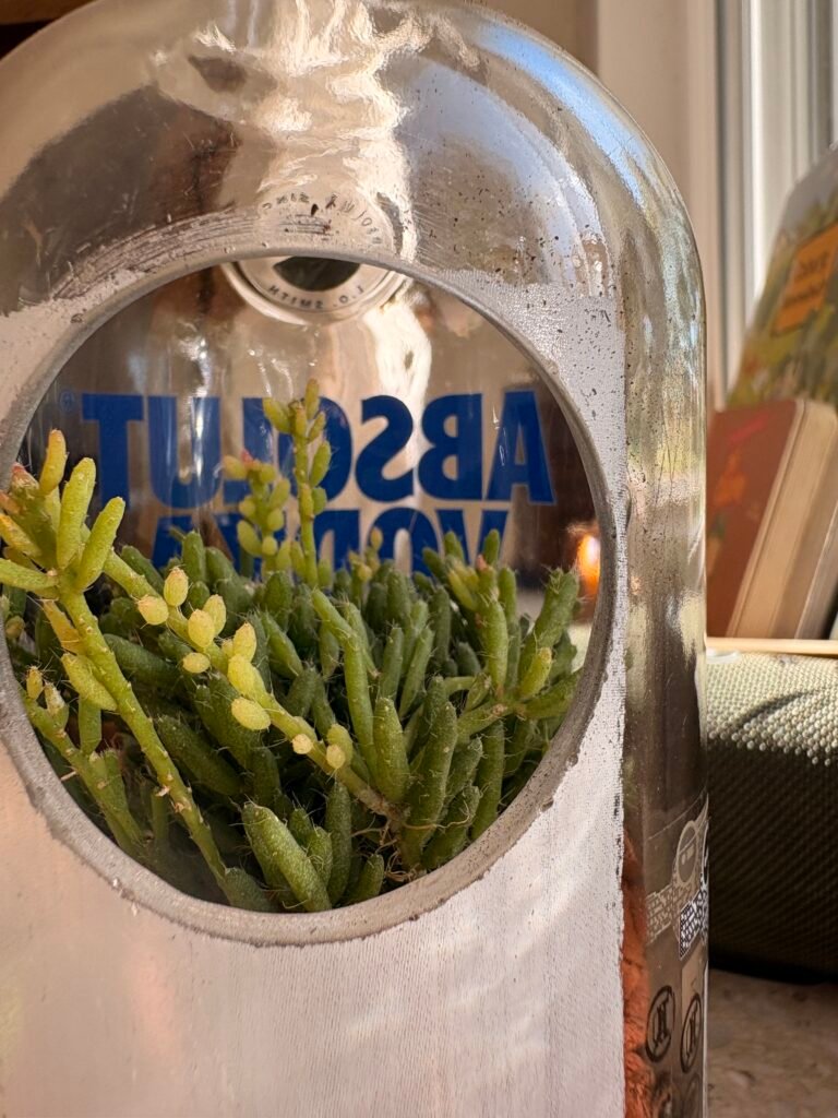 Rhipsalis mesembryanthemoides hero