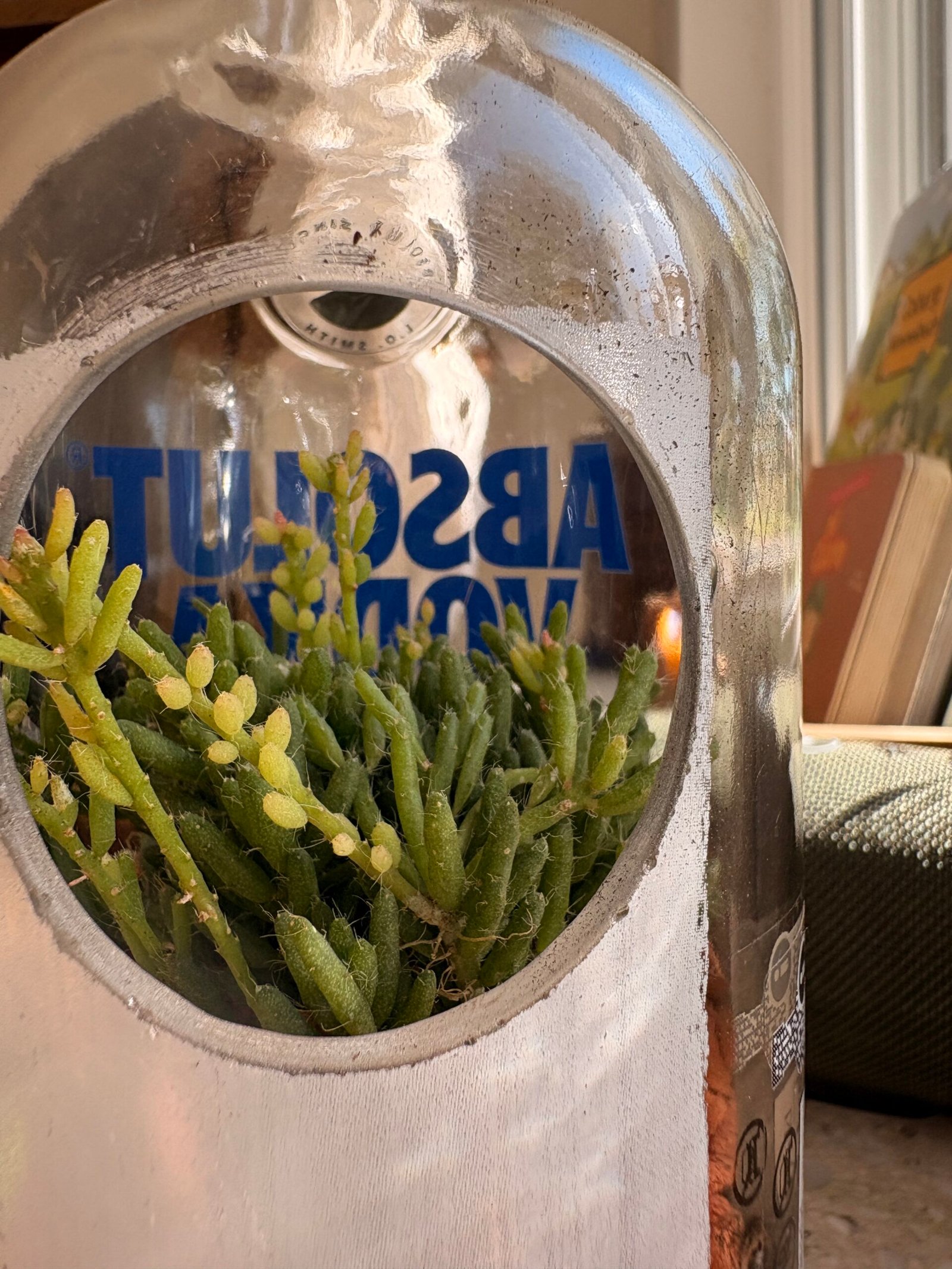 Rhipsalis mesembryanthemoides hero