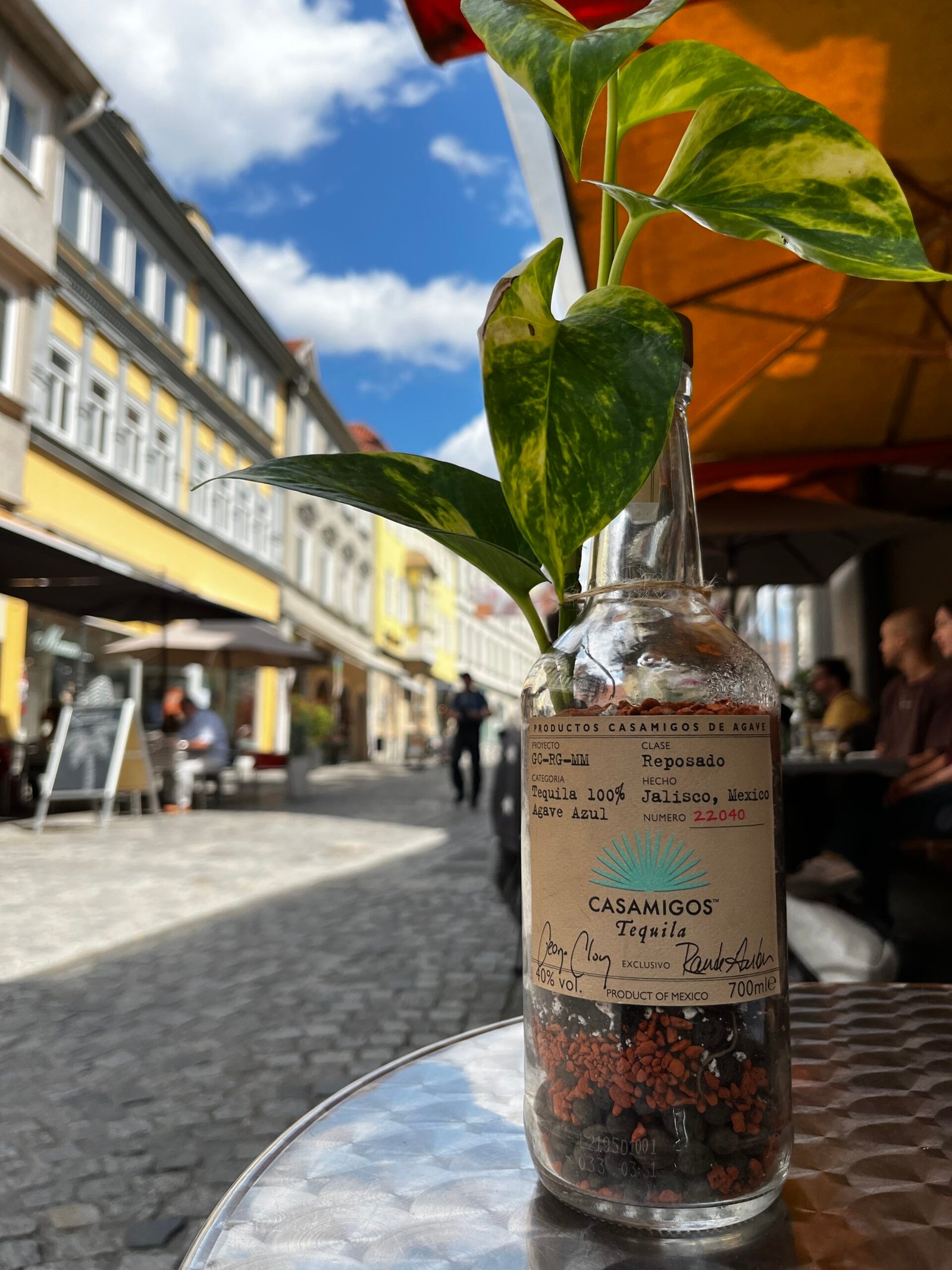 Flaschengarten mit Epipremnum (Efeutute) in upgecycelter Casamigos-Flasche — Casa Blumen Coburg