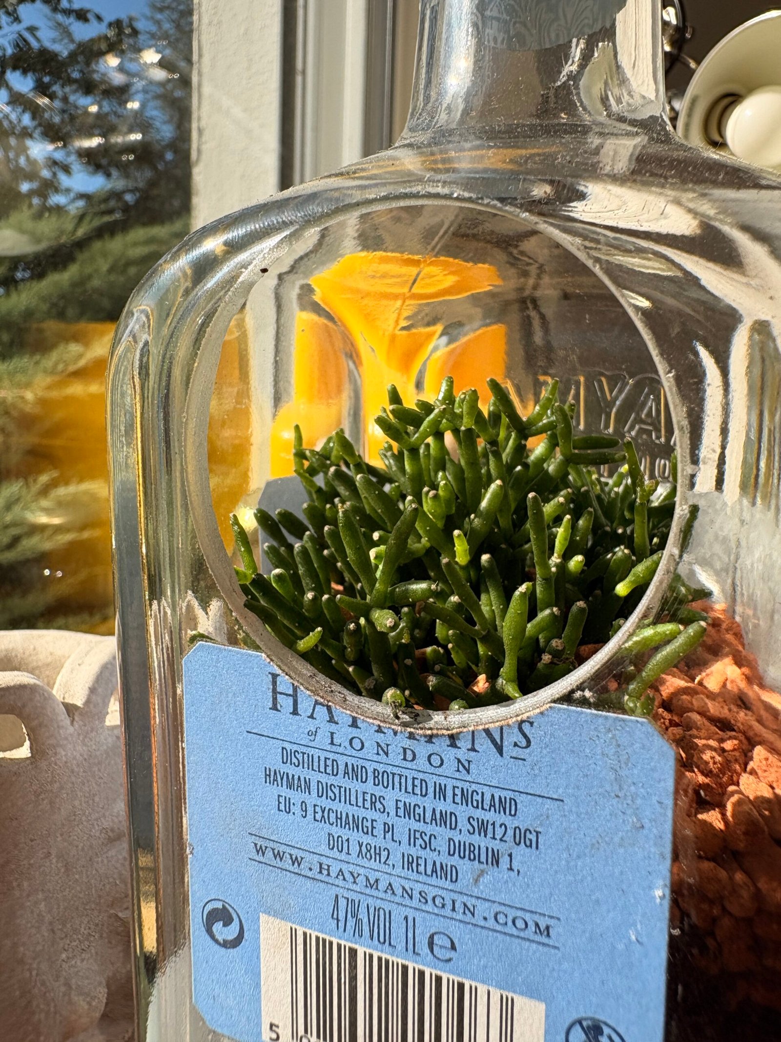 Rhipsalis cereuscula in einer upgecycelten Hayman's-Flasche — botanisches Upcycling von Casa Blumen