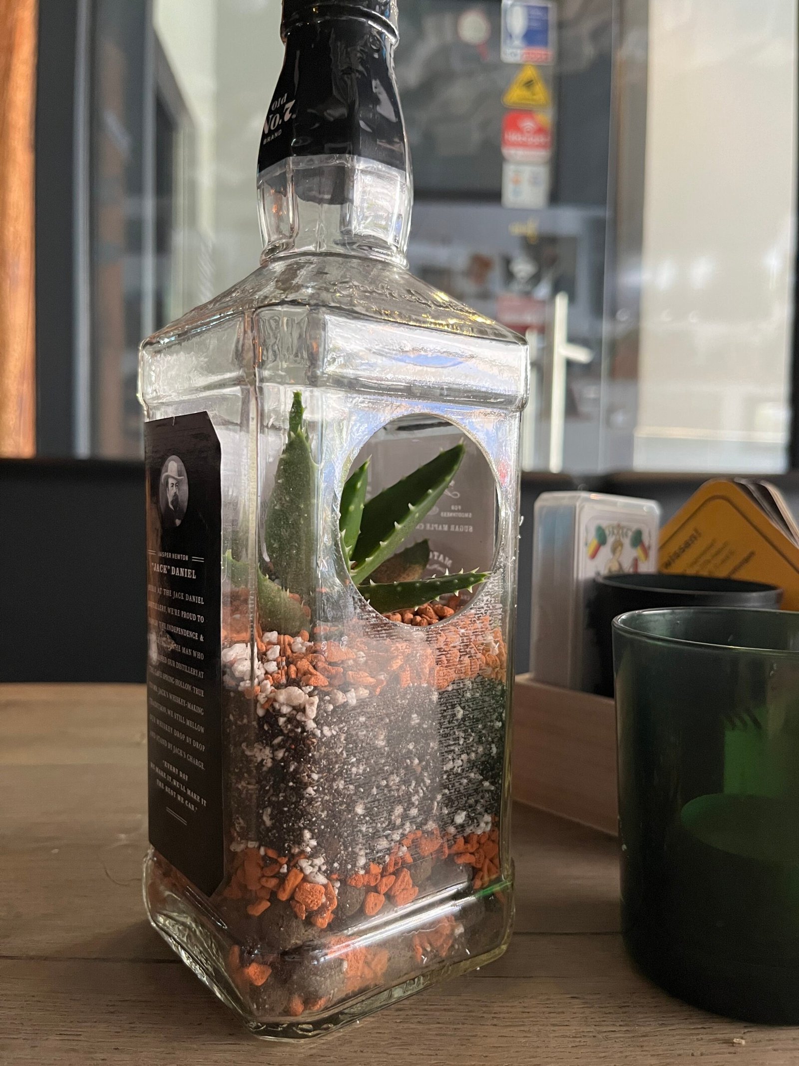 Flaschengarten mit Haworthia in upgecycelter Jack-Daniels-Flasche — Casa Blumen Coburg
