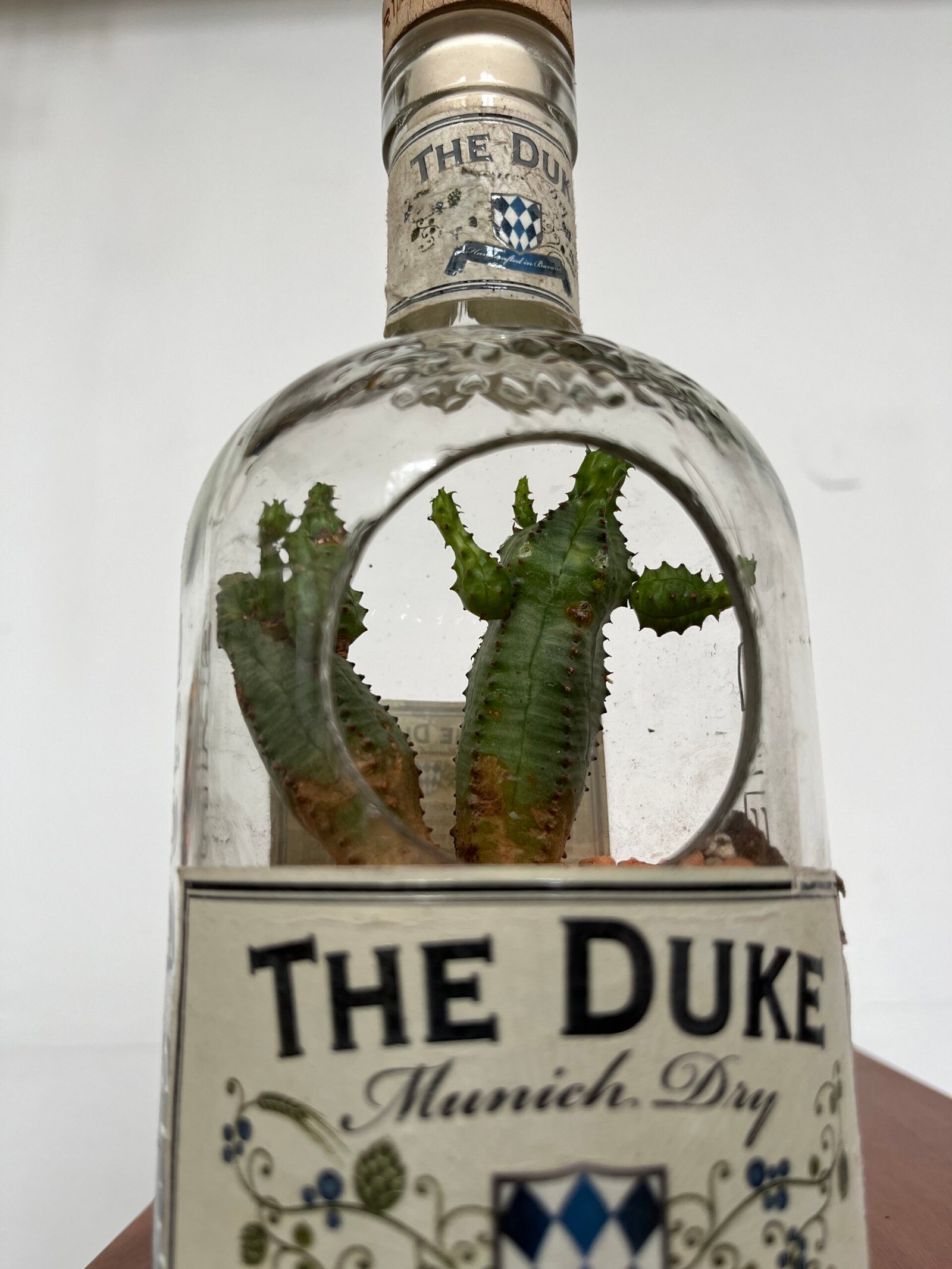 Euphorbia trigona in einer upgecycelten The-Duke-Flasche von Casa Blumen Coburg